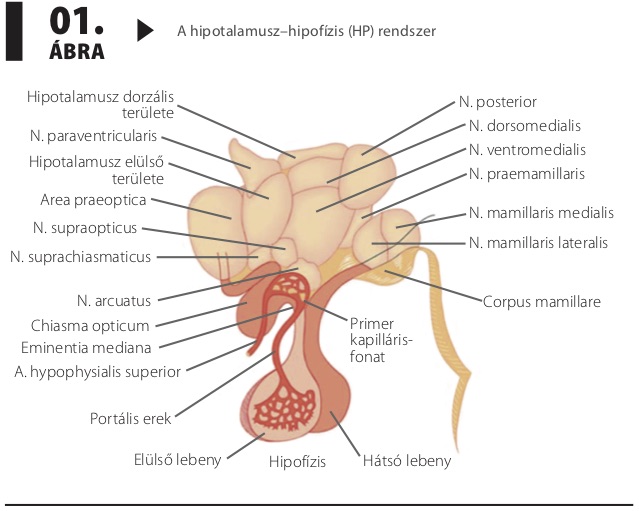 hipotalamusz hipertónia)